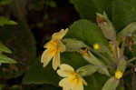 Cowslip primrose